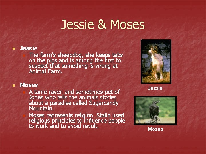 Jessie & Moses n n Jessie n The farm's sheepdog, she keeps tabs on