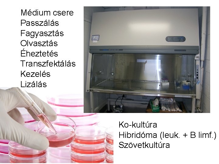 Médium csere Passzálás Fagyasztás Olvasztás Éheztetés Transzfektálás Kezelés Lizálás Ko-kultúra Hibridóma (leuk. + B