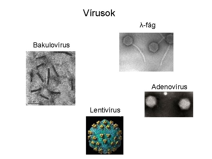 Vírusok λ-fág Bakulovírus Adenovírus Lentivírus 