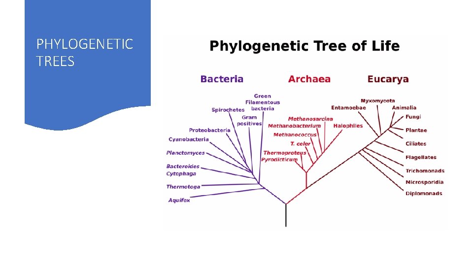 PHYLOGENETIC TREES 