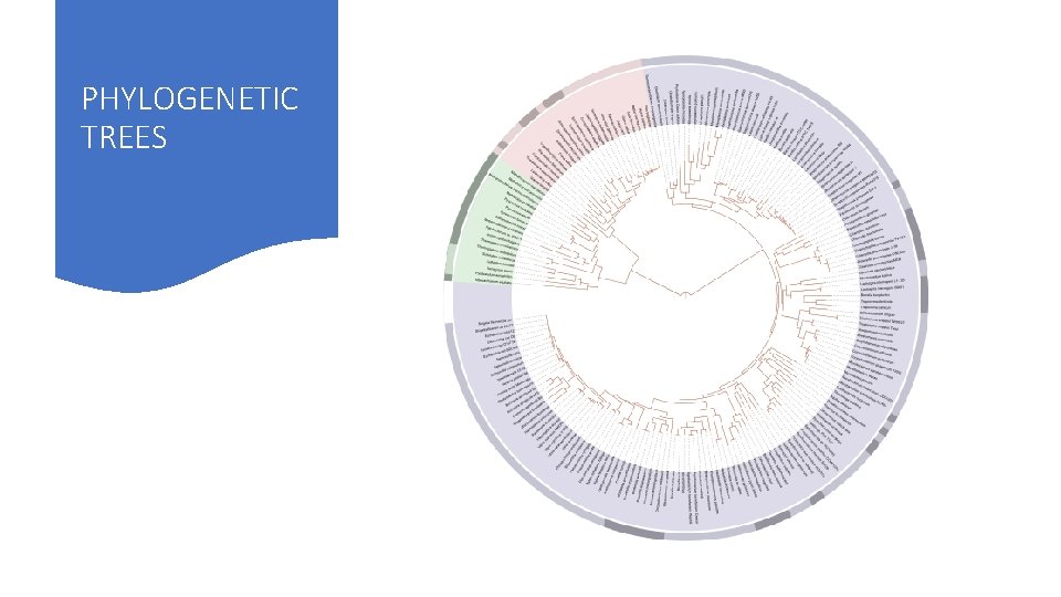 PHYLOGENETIC TREES 