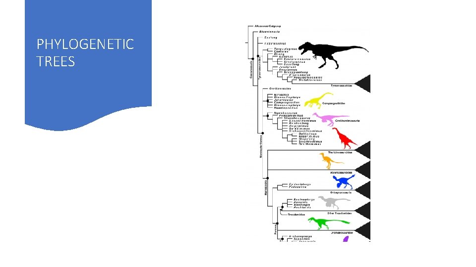 PHYLOGENETIC TREES 
