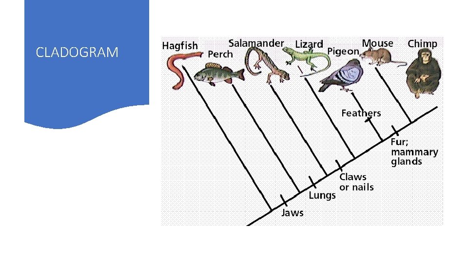 CLADOGRAM 