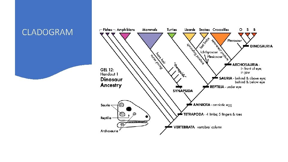 CLADOGRAM 