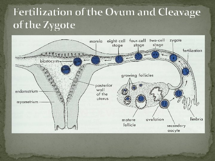 Fertilization of the Ovum and Cleavage of the Zygote Moore, fig 3 -5 