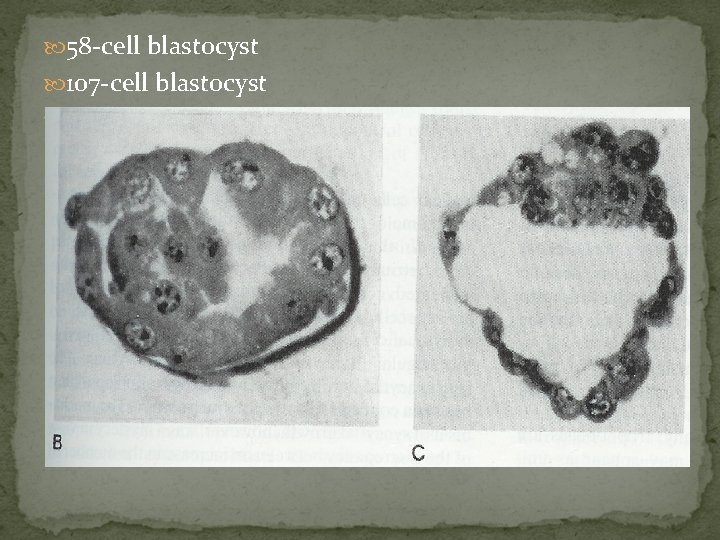  58 -cell blastocyst 107 -cell blastocyst Fig 5 -1 