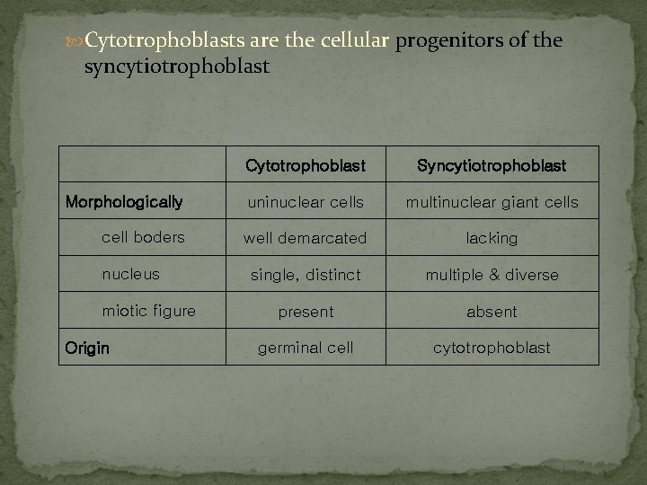  Cytotrophoblasts are the cellular progenitors of the syncytiotrophoblast Cytotrophoblast Syncytiotrophoblast Morphologically uninuclear cells