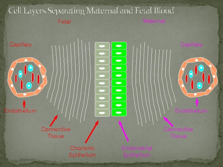 Cell Layers Separating Maternal and Fetal Blood Fetal Maternal Capillary Endothelium Connective Tissue Chorionic