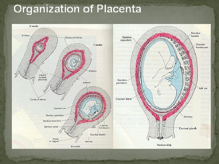 Organization of Placenta 