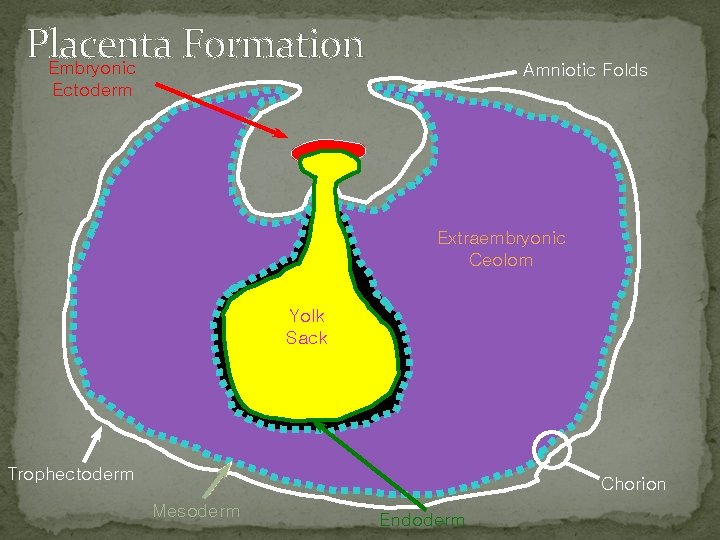 Placenta Formation Embryonic Amniotic Folds Ectoderm Extraembryonic Ceolom Yolk Sack Trophectoderm Chorion Mesoderm Endoderm