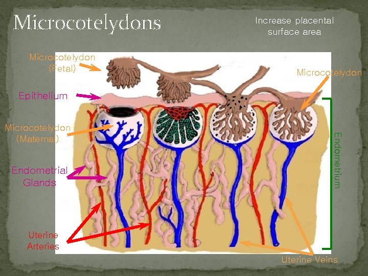 Microcotelydons Microcotelydon (Fetal) Increase placental surface area Microcotelydon Epithelium Endometrial Glands Endometrium Microcotelydon (Maternal)