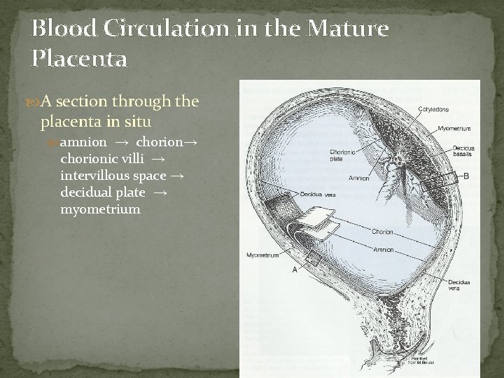Blood Circulation in the Mature Placenta A section through the placenta in situ amnion