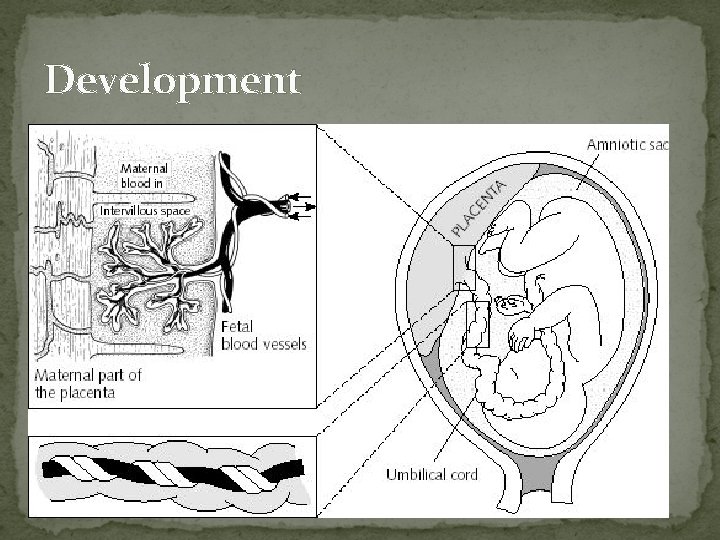 Development 