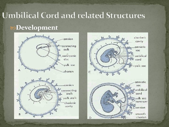 Umbilical Cord and related Structures Development 
