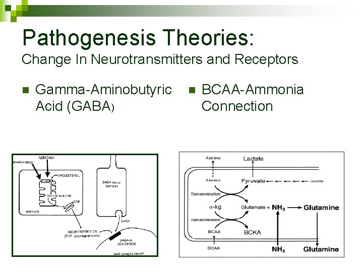Pathogenesis Theories: Change In Neurotransmitters and Receptors n Gamma-Aminobutyric Acid (GABA) n BCAA-Ammonia Connection