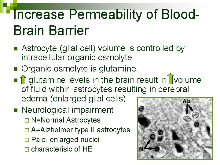 Increase Permeability of Blood. Brain Barrier n n Astrocyte (glial cell) volume is controlled