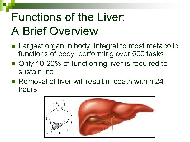 Functions of the Liver: A Brief Overview n n n Largest organ in body,