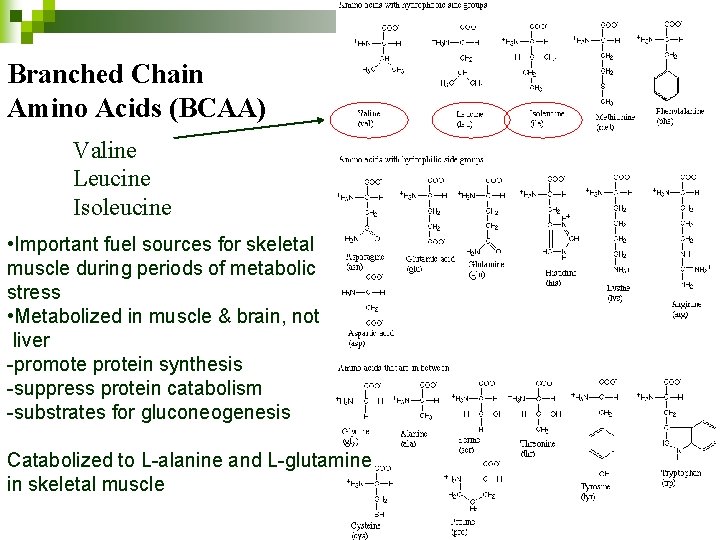 Branched Chain Amino Acids (BCAA) Valine Leucine Isoleucine • Important fuel sources for skeletal