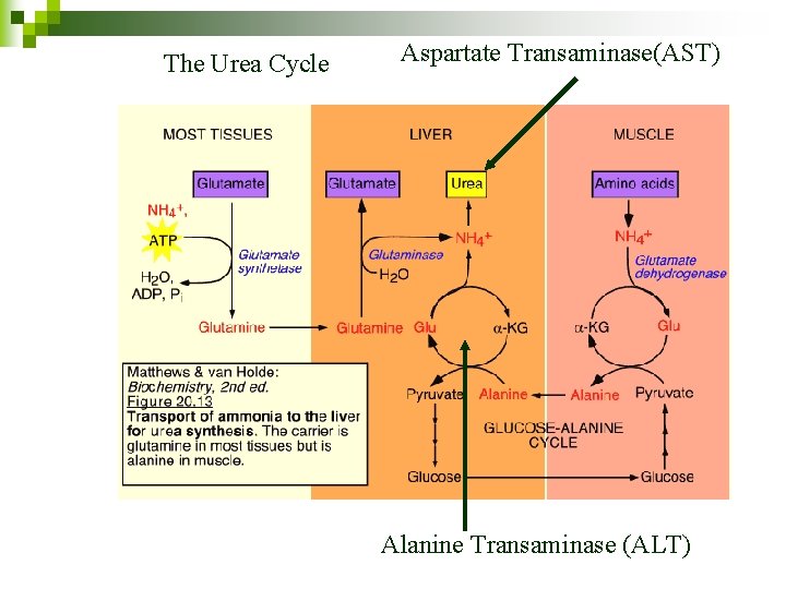 The Urea Cycle Aspartate Transaminase(AST) Alanine Transaminase (ALT) 