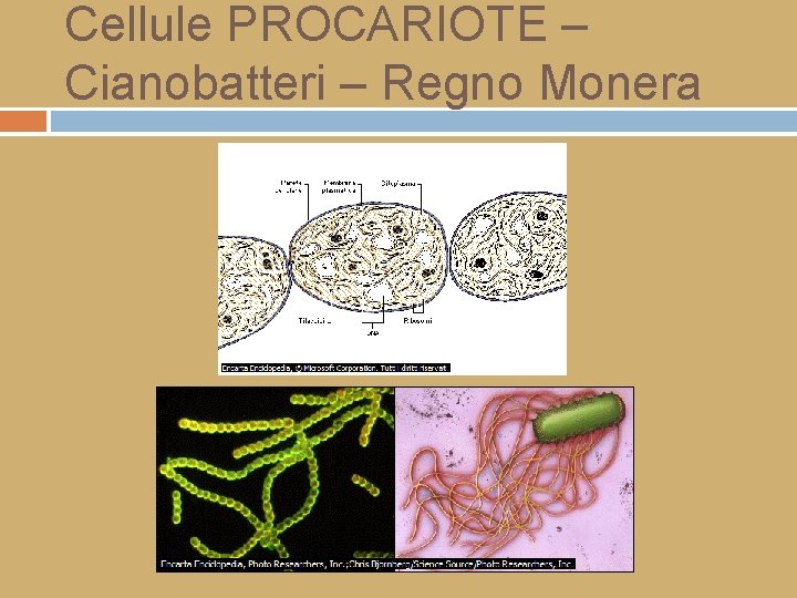 Cellule PROCARIOTE – Cianobatteri – Regno Monera 