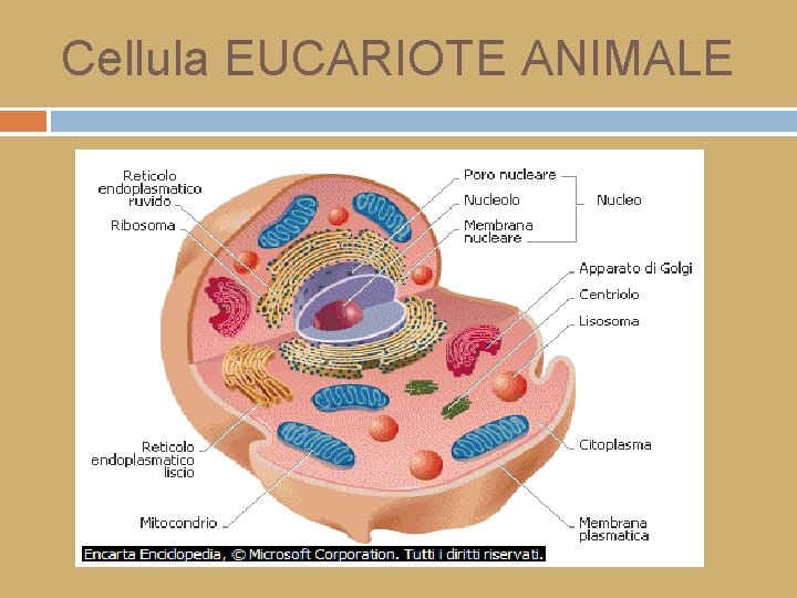 Cellula EUCARIOTE ANIMALE 