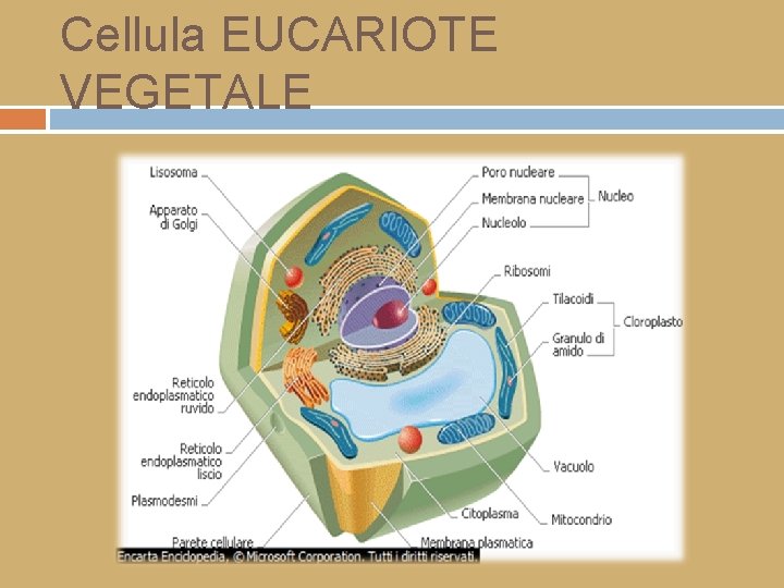 Cellula EUCARIOTE VEGETALE 