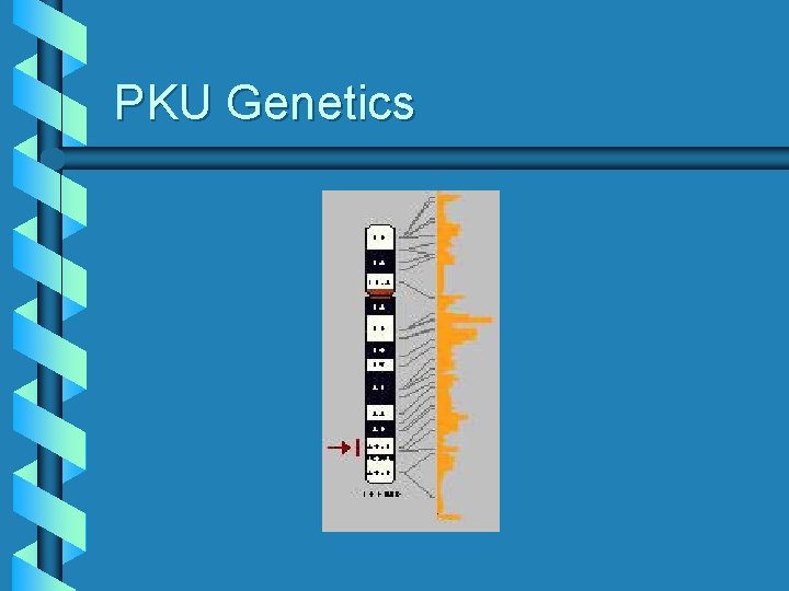 PKU Genetics 