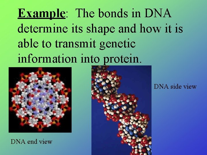 Example: The bonds in DNA determine its shape and how it is able to Example: The bonds in DNA determine its shape and how it is able to