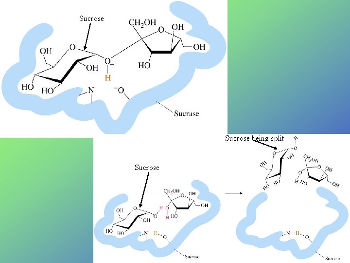 Sucrose being split Sucrose Sucrose being split Sucrose
