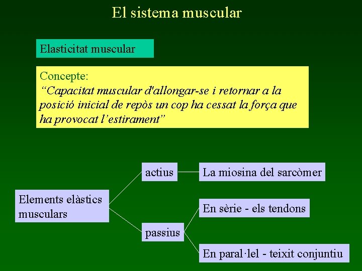 El sistema muscular Elasticitat muscular Concepte: “Capacitat muscular d'allongar-se i retornar a la posició