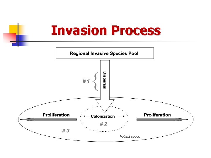 Invasion Process 