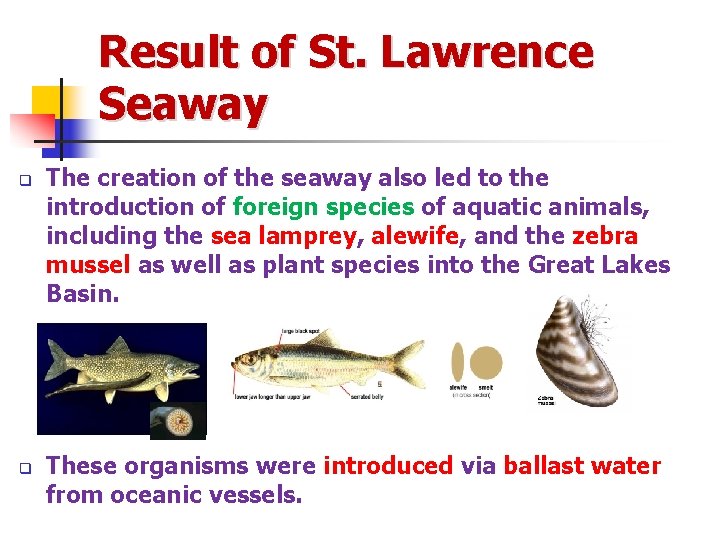 Result of St. Lawrence Seaway q q The creation of the seaway also led