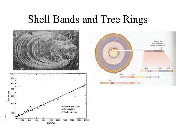 Shell Bands and Tree Rings 