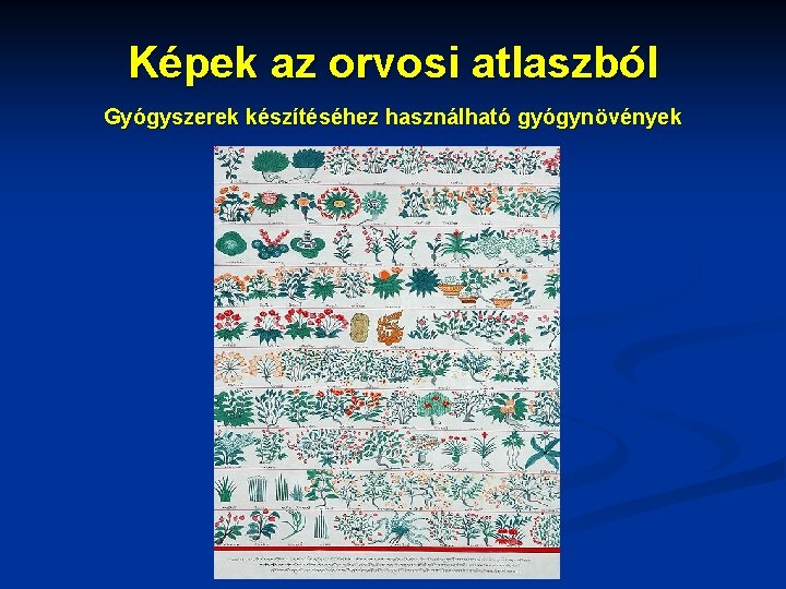 Képek az orvosi atlaszból Gyógyszerek készítéséhez használható gyógynövények 