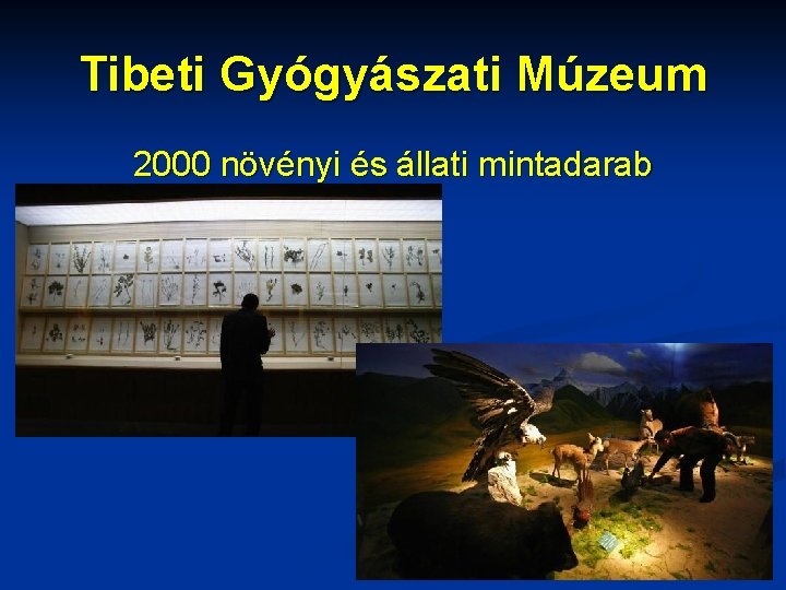 Tibeti Gyógyászati Múzeum 2000 növényi és állati mintadarab 