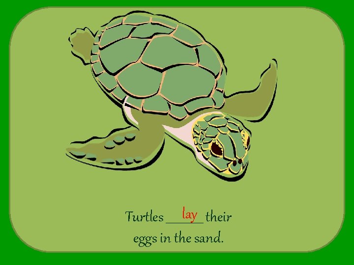 lay their Turtles _______ eggs in the sand. 