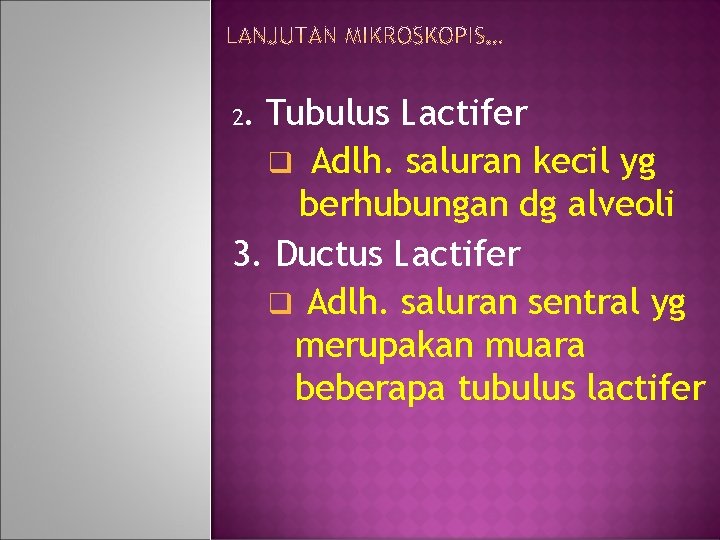 Tubulus Lactifer q Adlh. saluran kecil yg berhubungan dg alveoli 3. Ductus Lactifer q