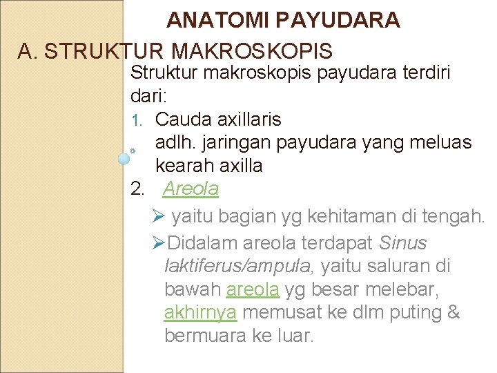 ANATOMI PAYUDARA A. STRUKTUR MAKROSKOPIS Struktur makroskopis payudara terdiri dari: 1. Cauda axillaris adlh.