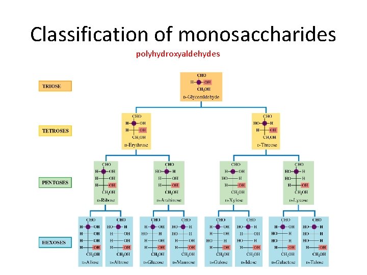 Classification of monosaccharides polyhydroxyaldehydes 