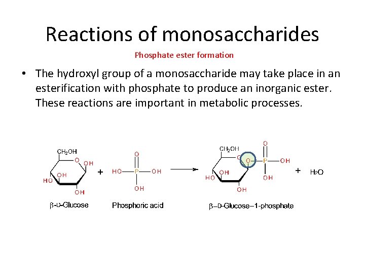 Reactions of monosaccharides Phosphate ester formation • The hydroxyl group of a monosaccharide may