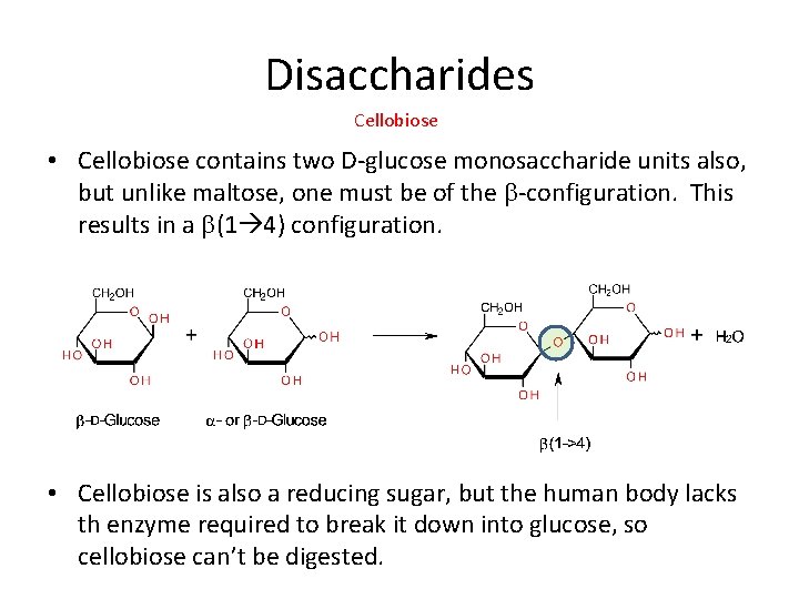 Disaccharides Cellobiose • Cellobiose contains two D-glucose monosaccharide units also, but unlike maltose, one