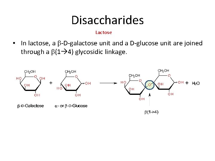 Disaccharides Lactose • In lactose, a b-D-galactose unit and a D-glucose unit are joined