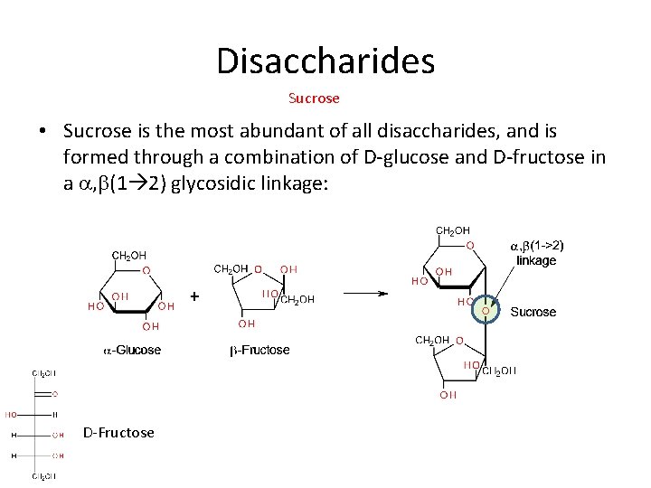 Disaccharides Sucrose • Sucrose is the most abundant of all disaccharides, and is formed
