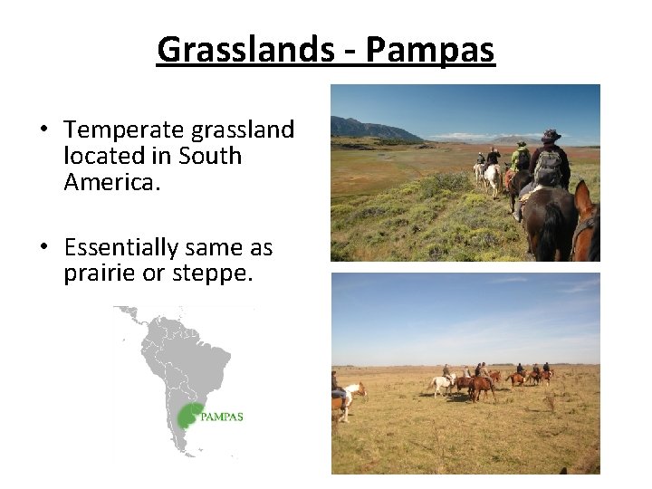 Grasslands - Pampas • Temperate grassland located in South America. • Essentially same as