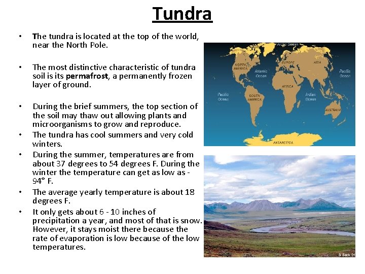 Tundra • The tundra is located at the top of the world, near the