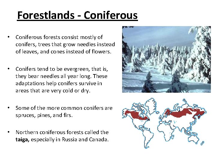 Forestlands - Coniferous • Coniferous forests consist mostly of conifers, trees that grow needles