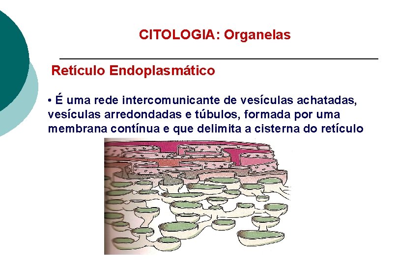 CITOLOGIA: Organelas Retículo Endoplasmático • É uma rede intercomunicante de vesículas achatadas, vesículas arredondadas