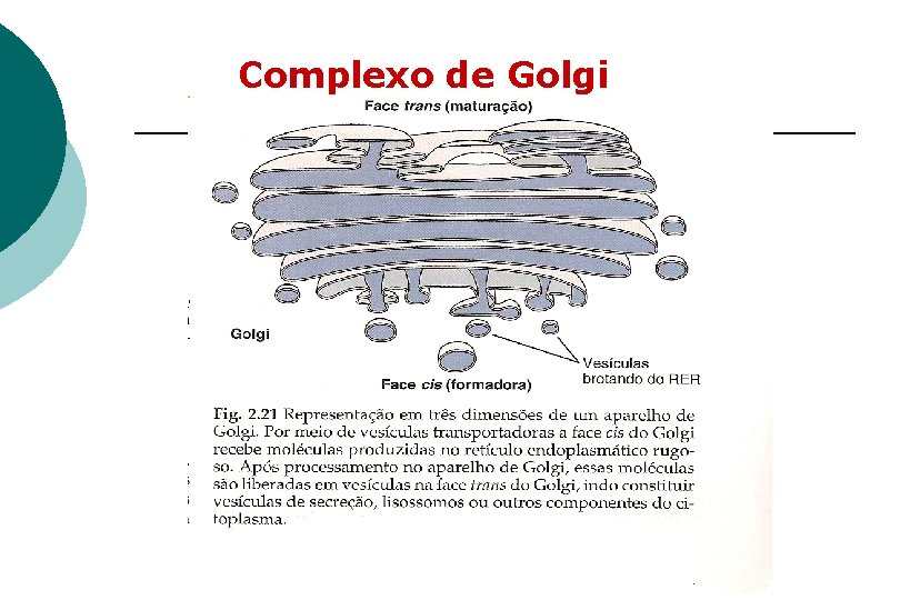 Complexo de Golgi 
