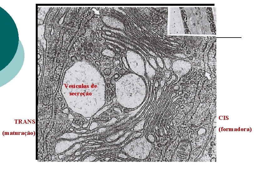 Vesículas de secreção TRANS (maturação) CIS (formadora) 