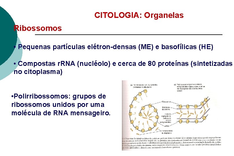 CITOLOGIA: Organelas Ribossomos • Pequenas partículas elétron-densas (ME) e basofílicas (HE) • Compostas r.